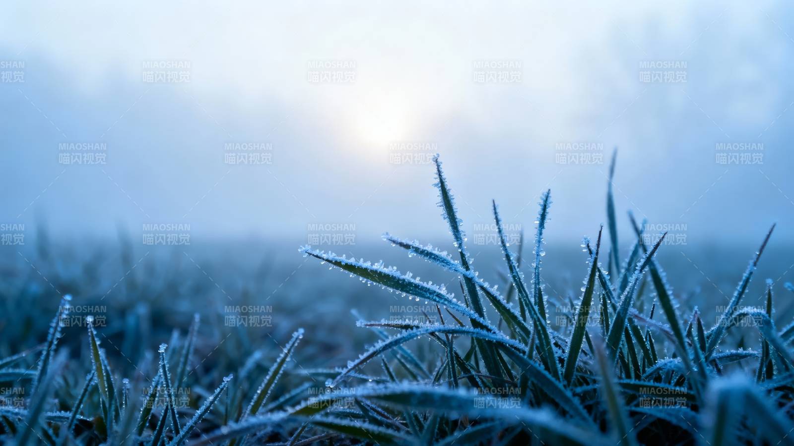 晨雾中的霜草图片