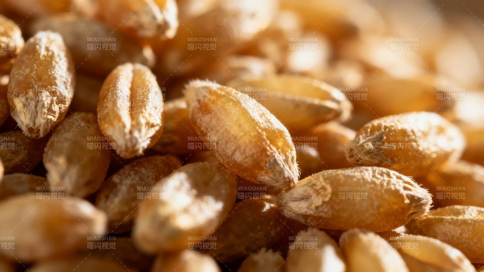金黄麦粒特写图片