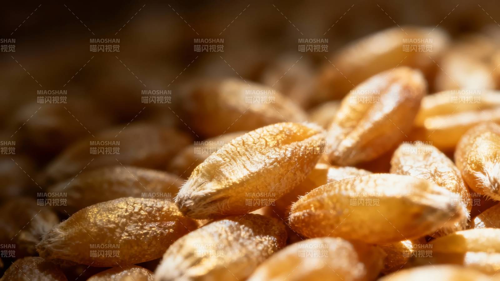 金黄麦粒特写图片