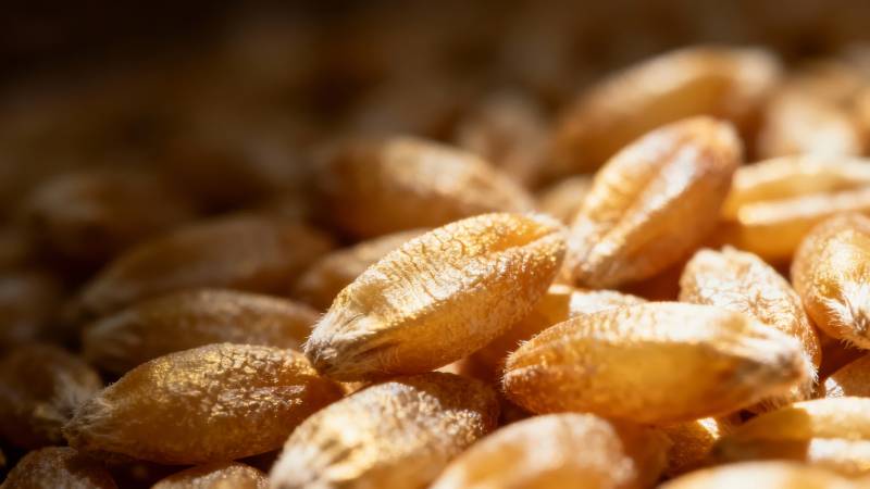 金黄麦粒特写图片