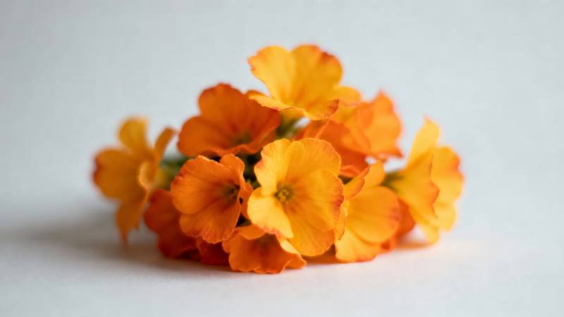 橙色小花绽放图片