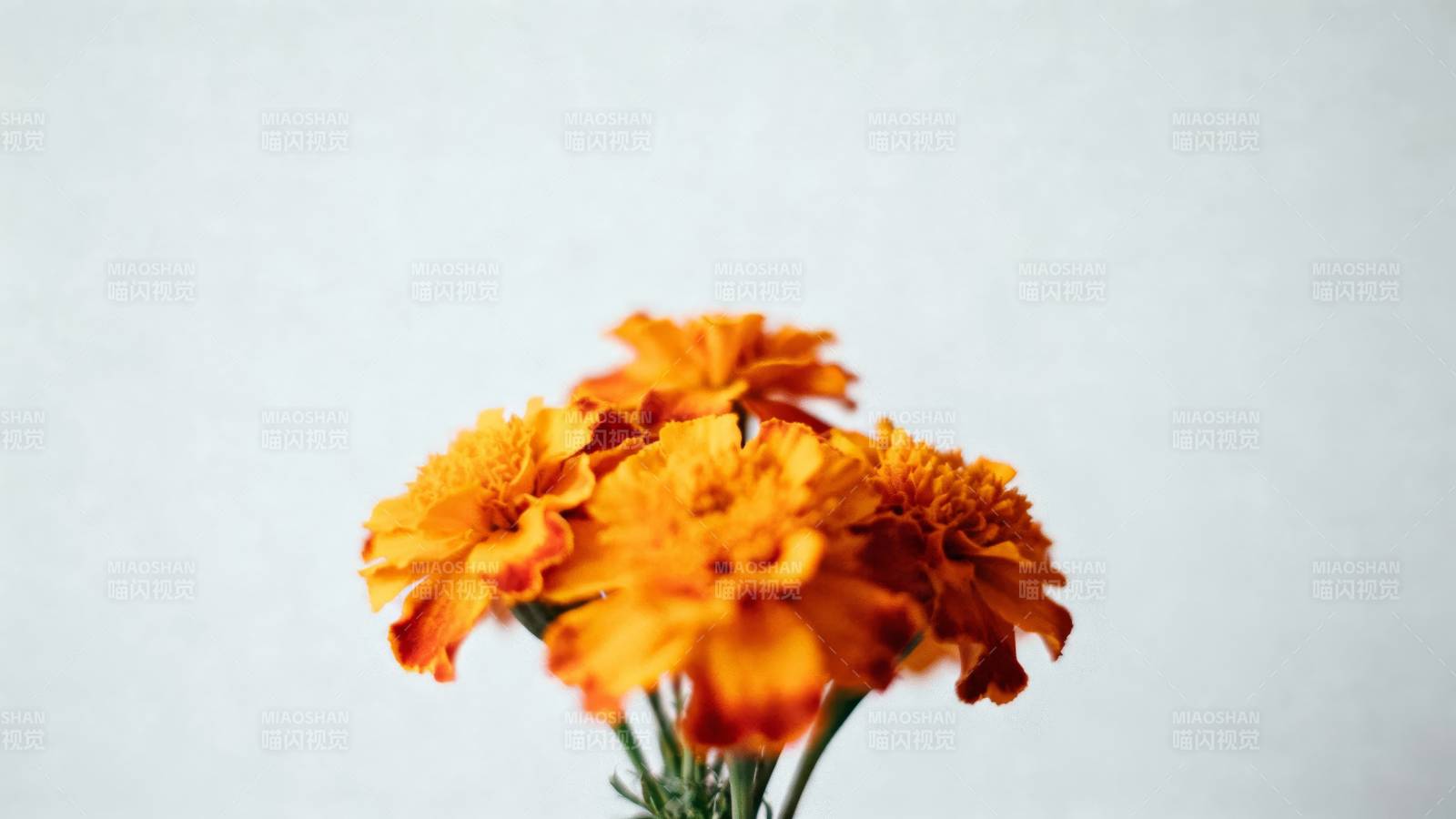 橙色万寿菊绽放图片