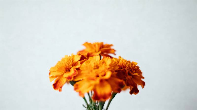 橙色万寿菊绽放图片