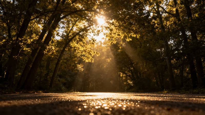 林间光影小径图片