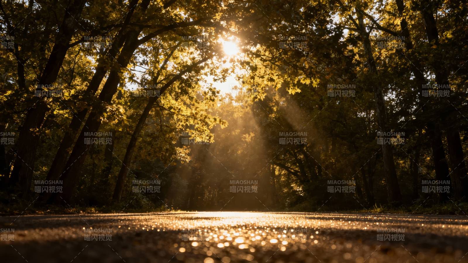 林间光影小径图片