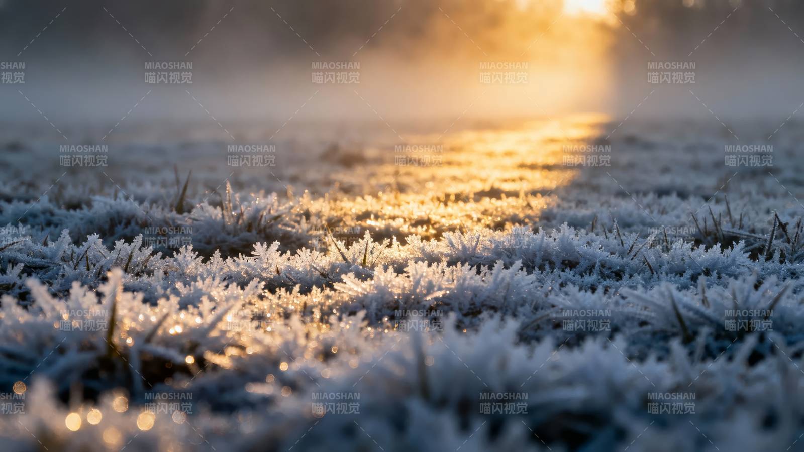 晨霜映朝阳图片