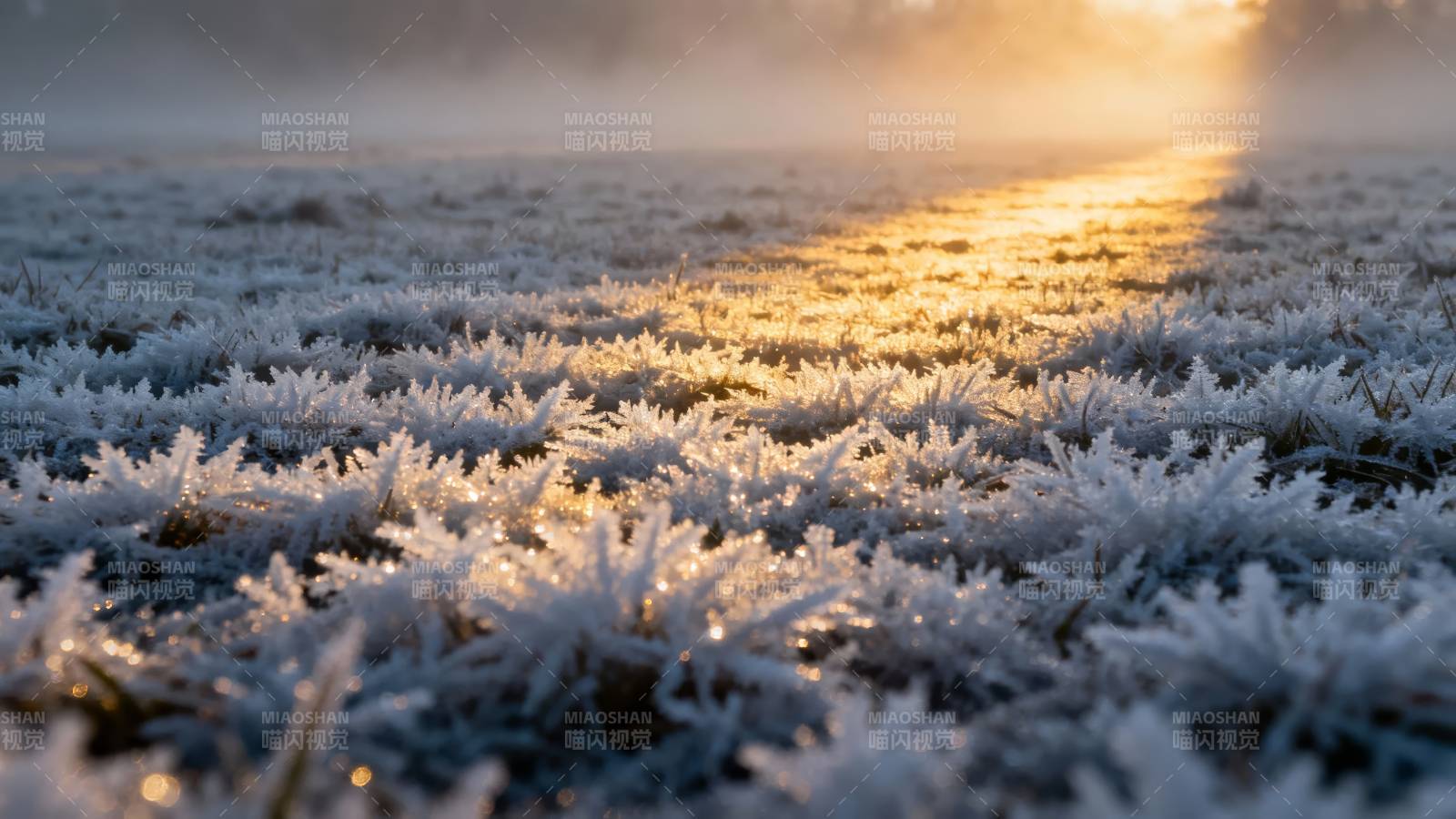 晨霜映朝阳图片