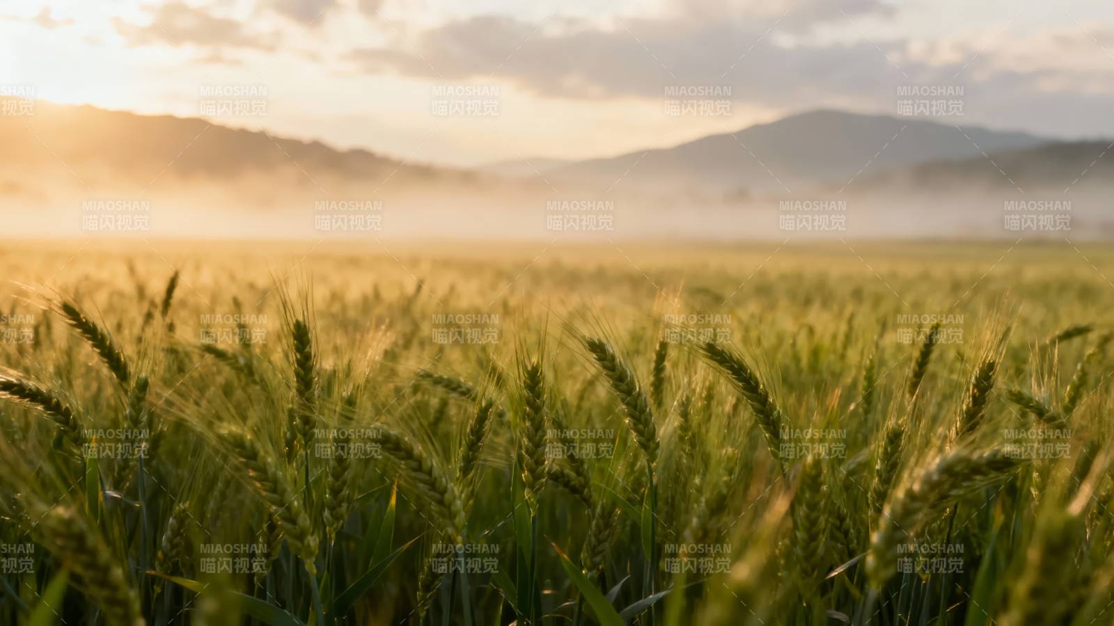 晨雾麦田图片