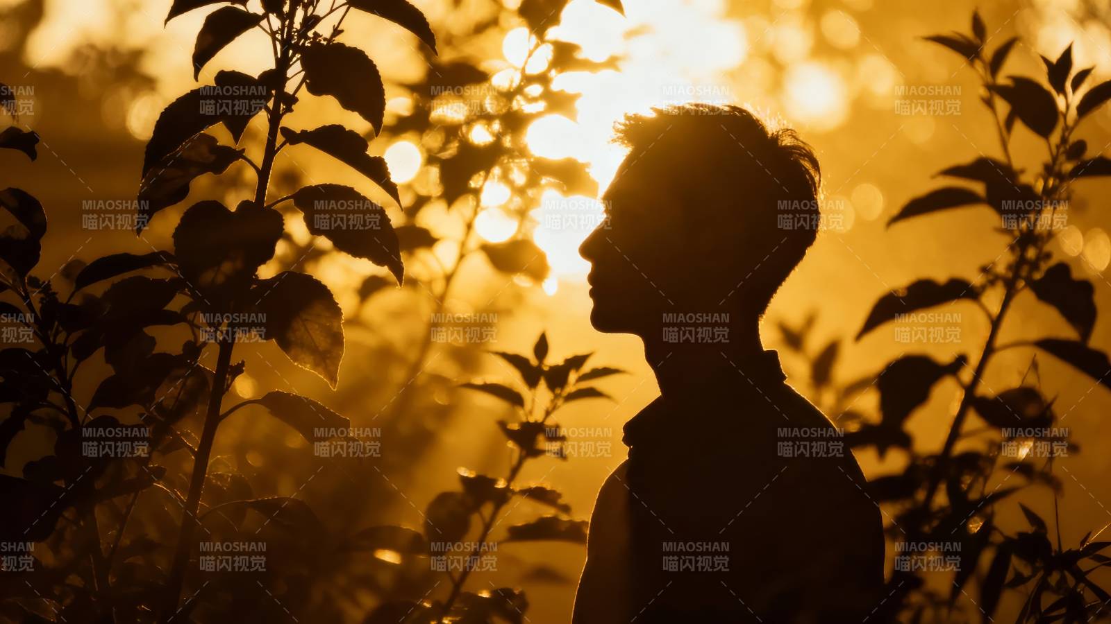 夕阳下的剪影图片