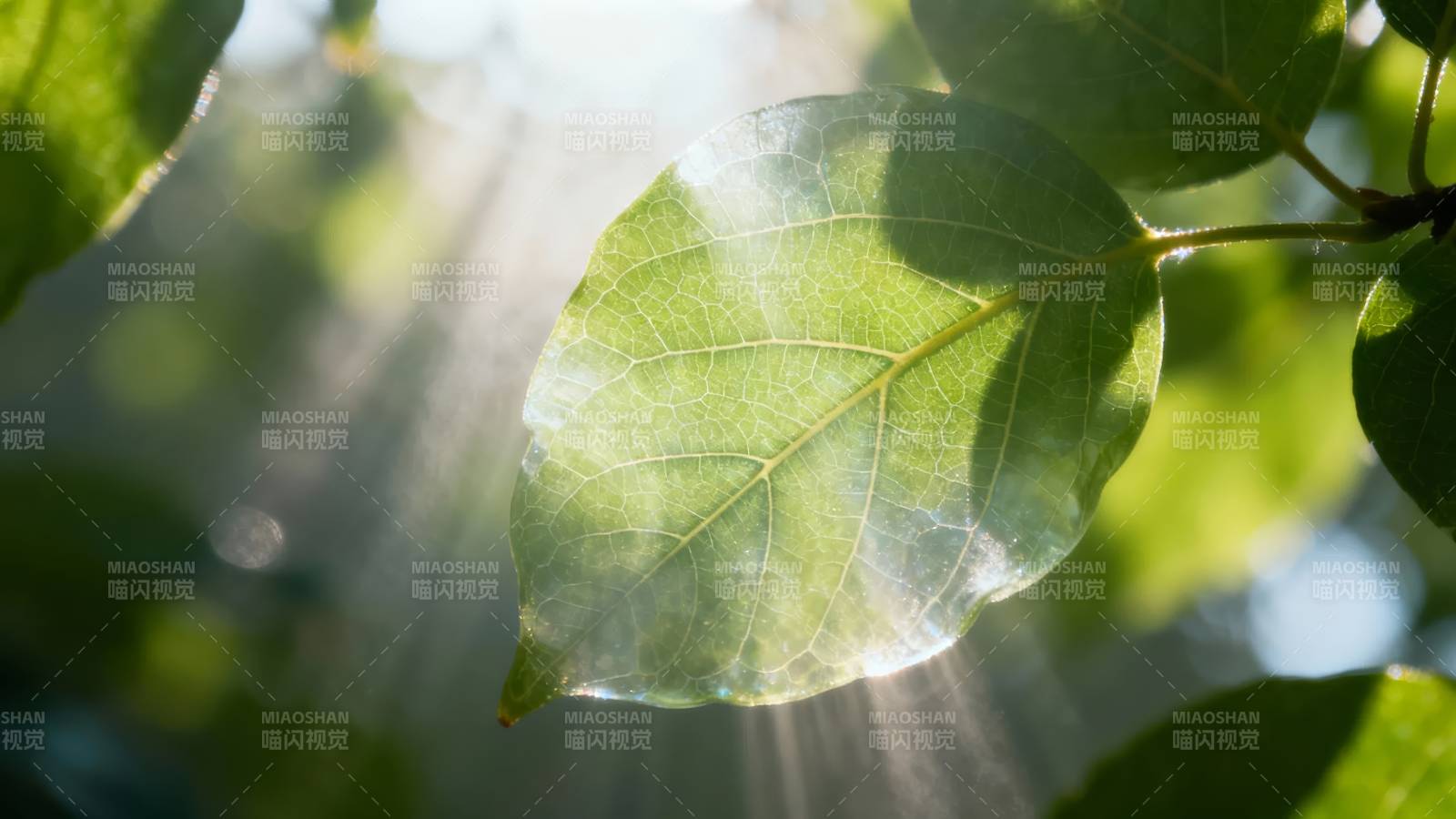 阳光穿透绿叶图片