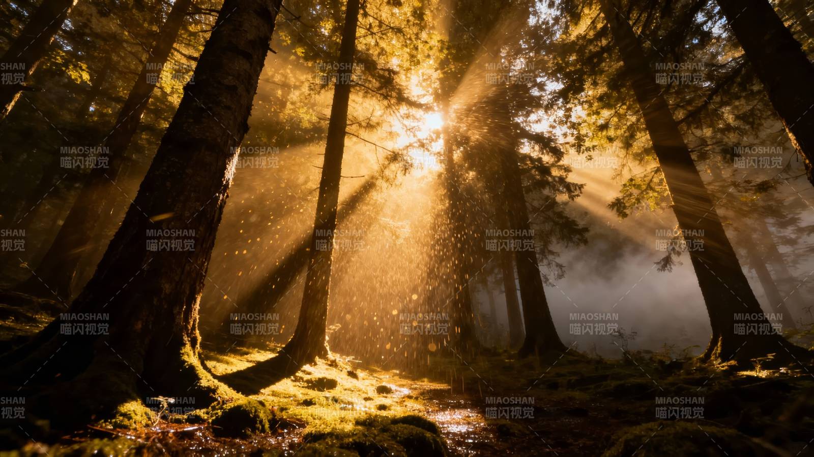晨光穿透林间图片