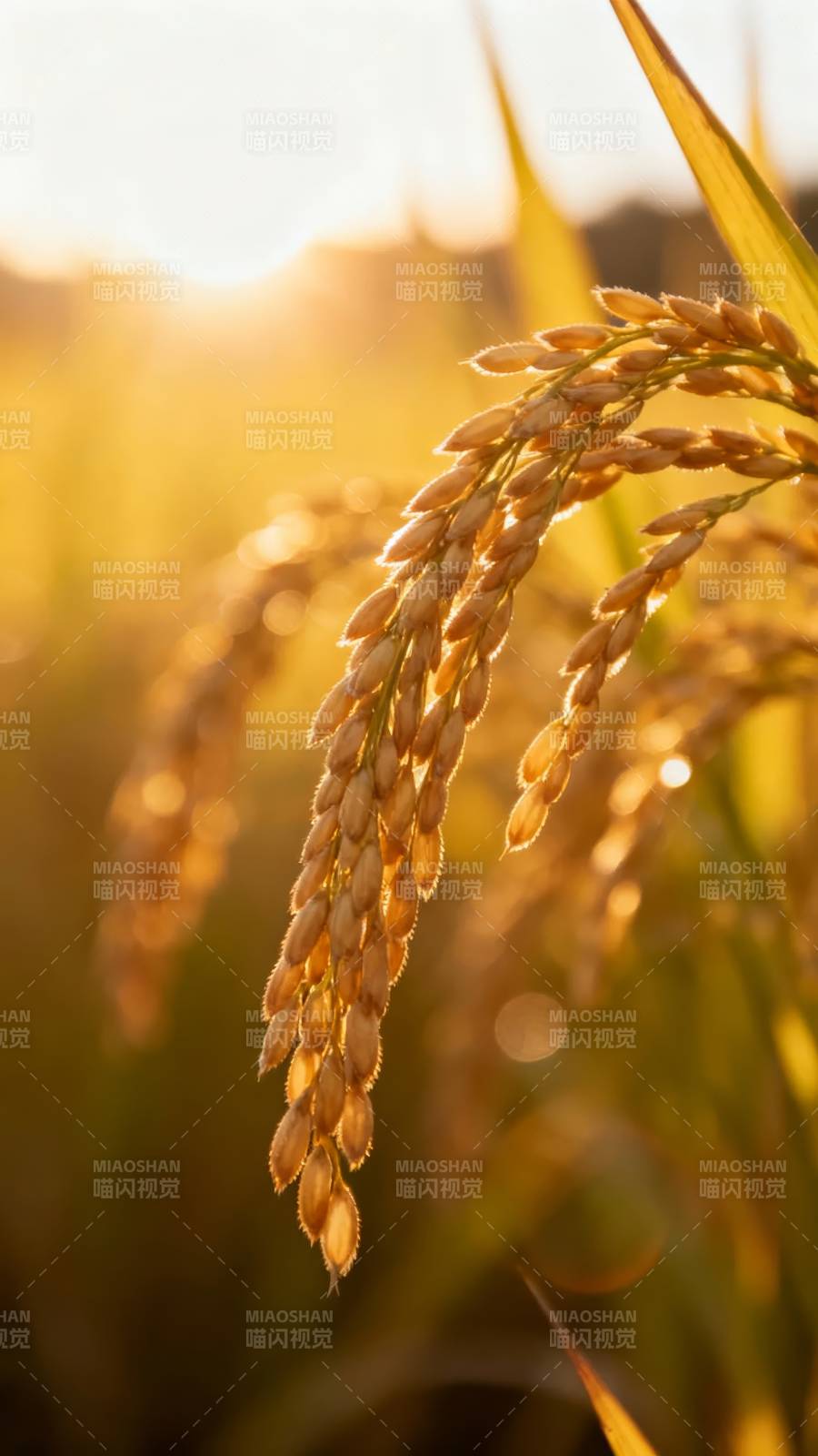金稻沐浴夕阳中图片