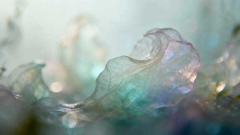 晶莹剔透的叶脉图片