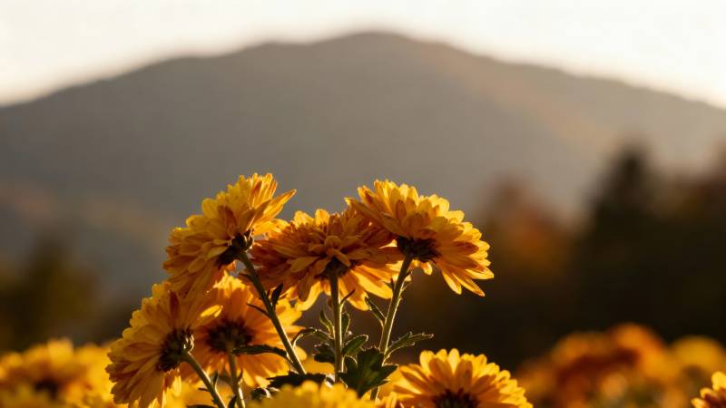 秋日花海山景图片