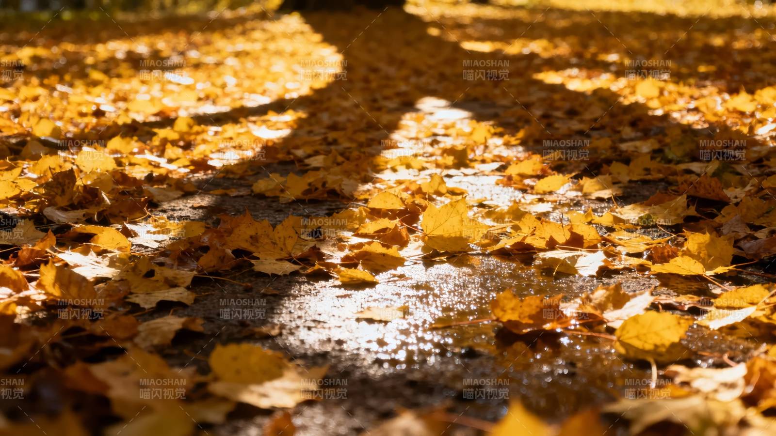 秋叶铺满小径图片