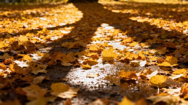 秋叶铺满小径图片