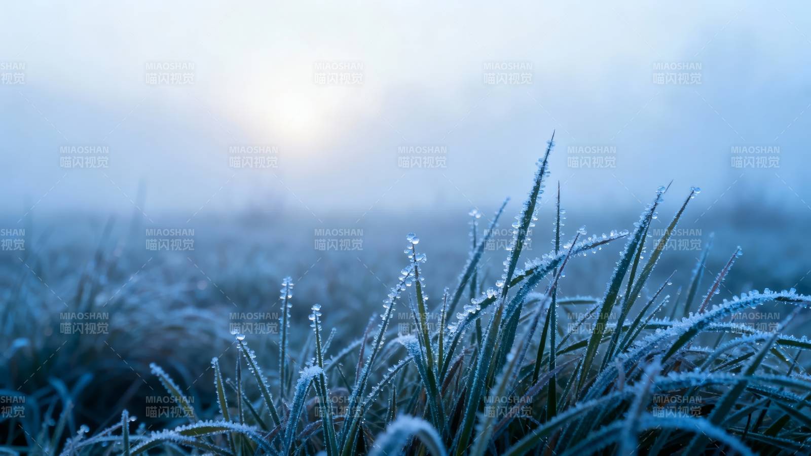 晨霜草尖图片