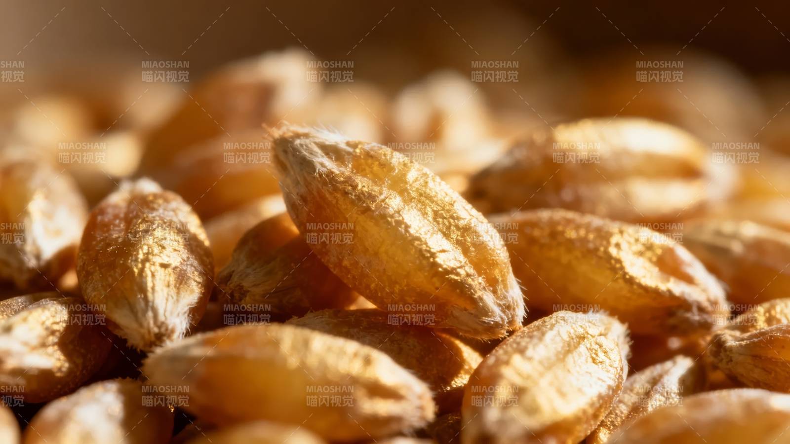 金黄麦粒特写图片