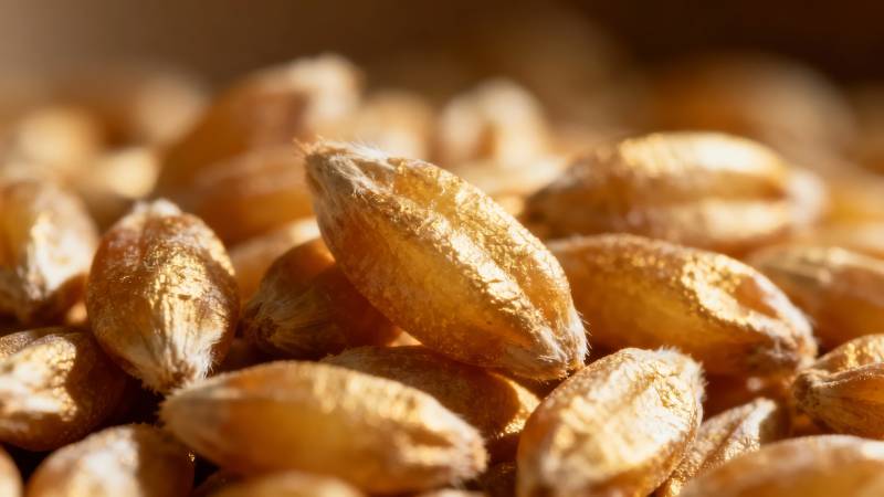 金黄麦粒特写图片