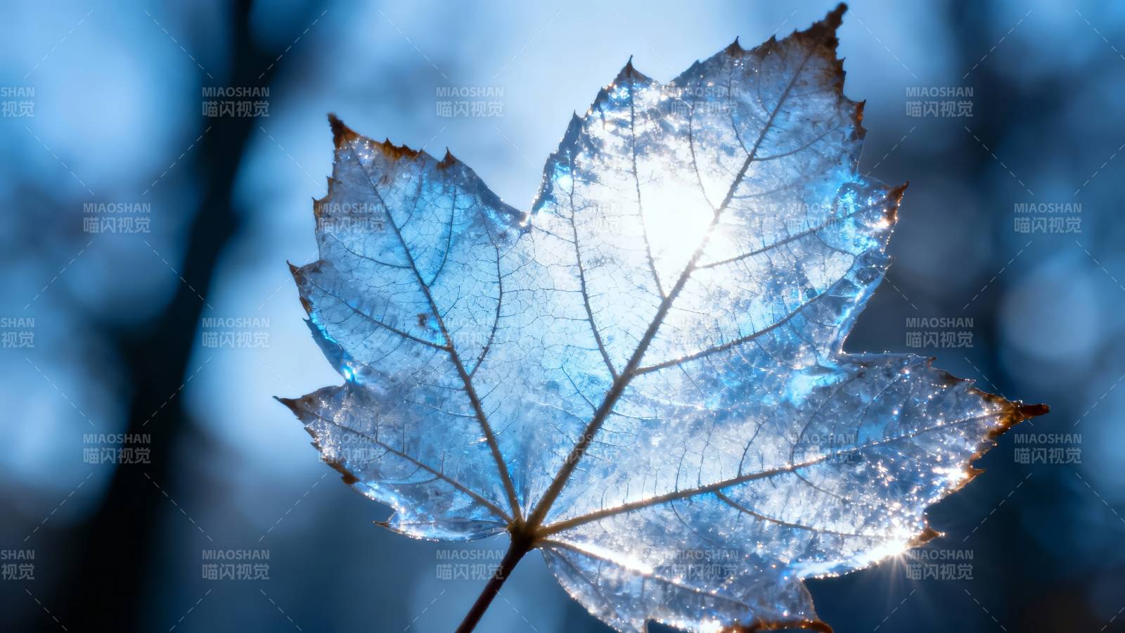 冰霜叶脉图片
