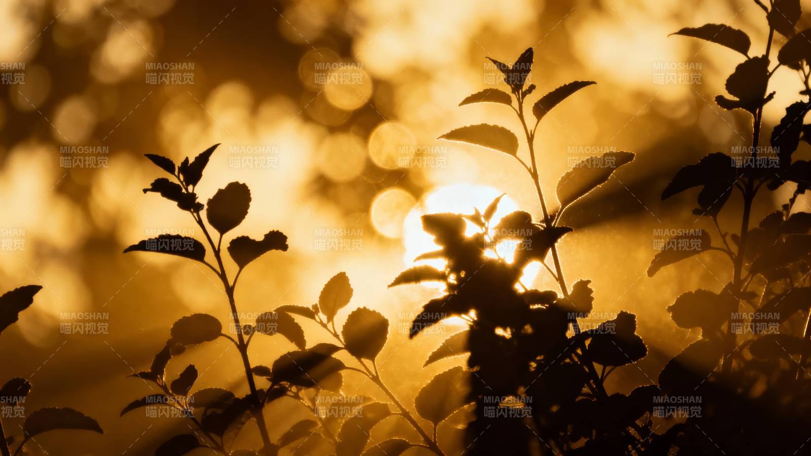 夕阳下的绿叶剪影图片