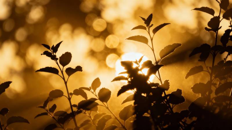 夕阳下的绿叶剪影图片