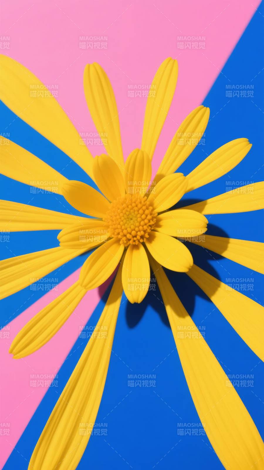 黄花绽放于粉蓝背景图片