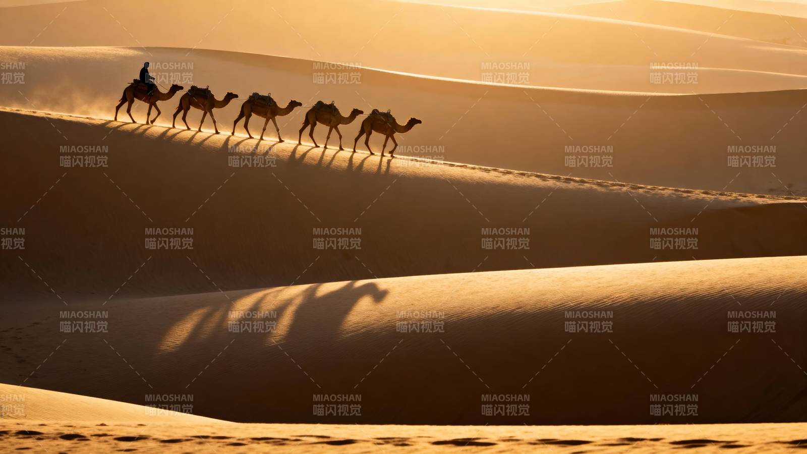 沙漠驼影图片