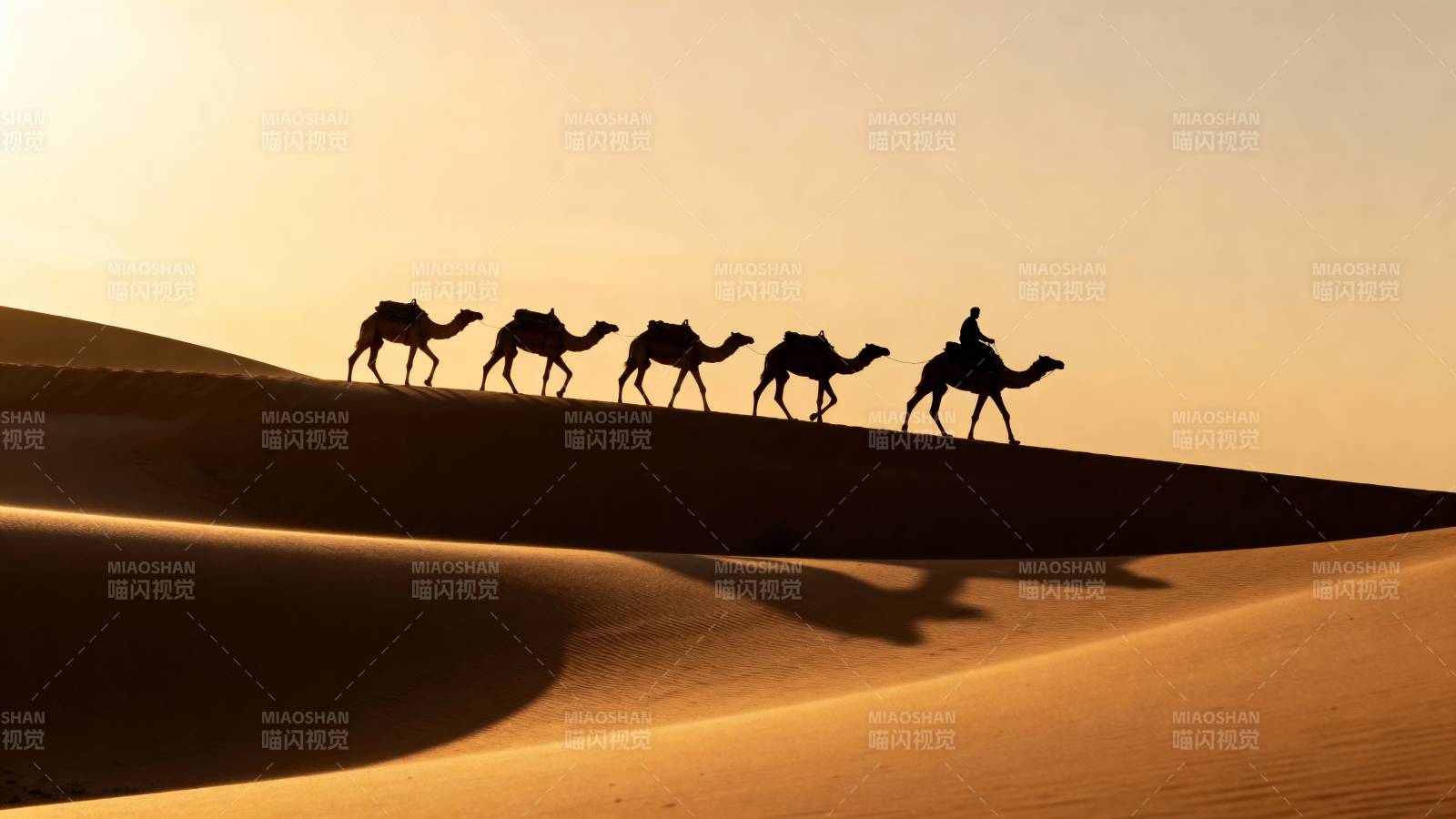 沙漠驼影图片