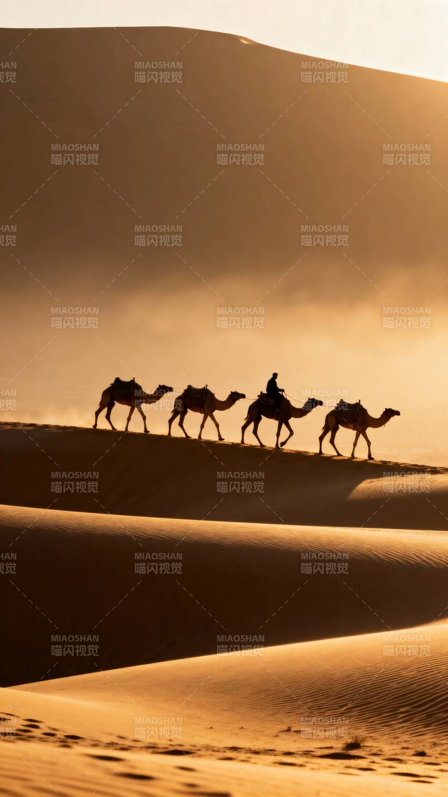 沙漠驼影图片