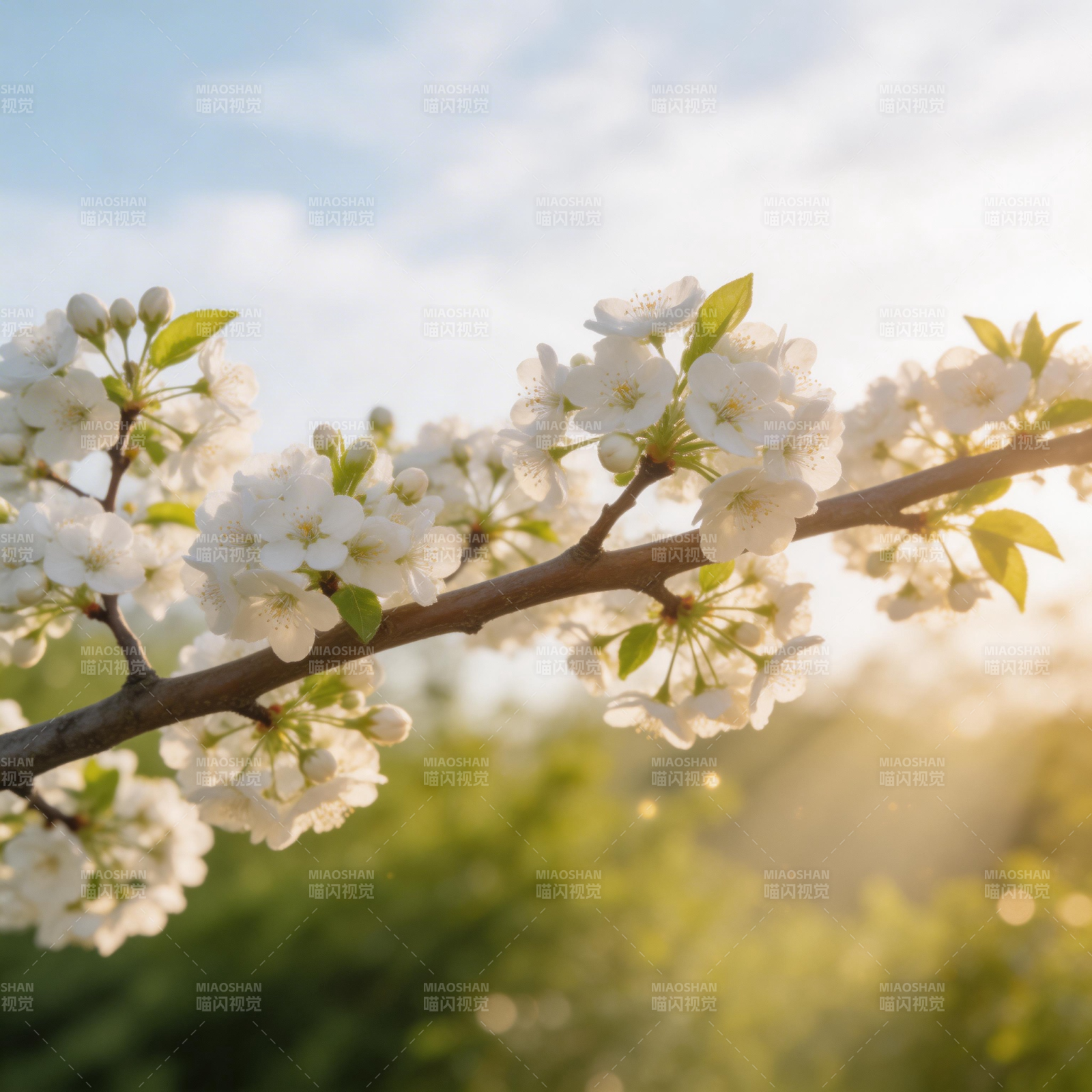 春日花开枝头图片