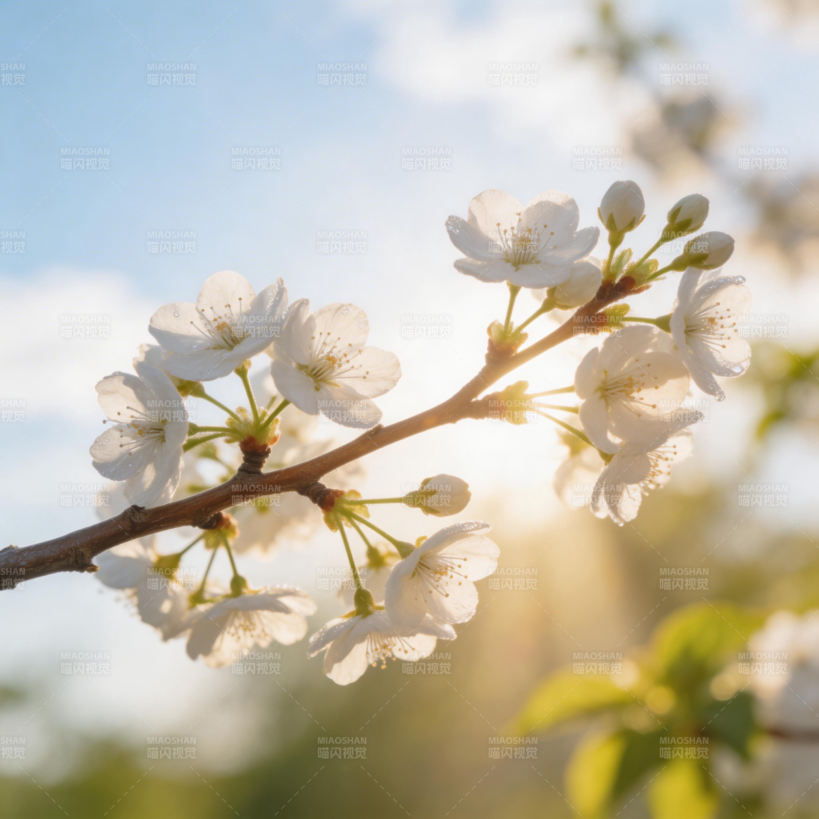 樱花绽放春光里图片