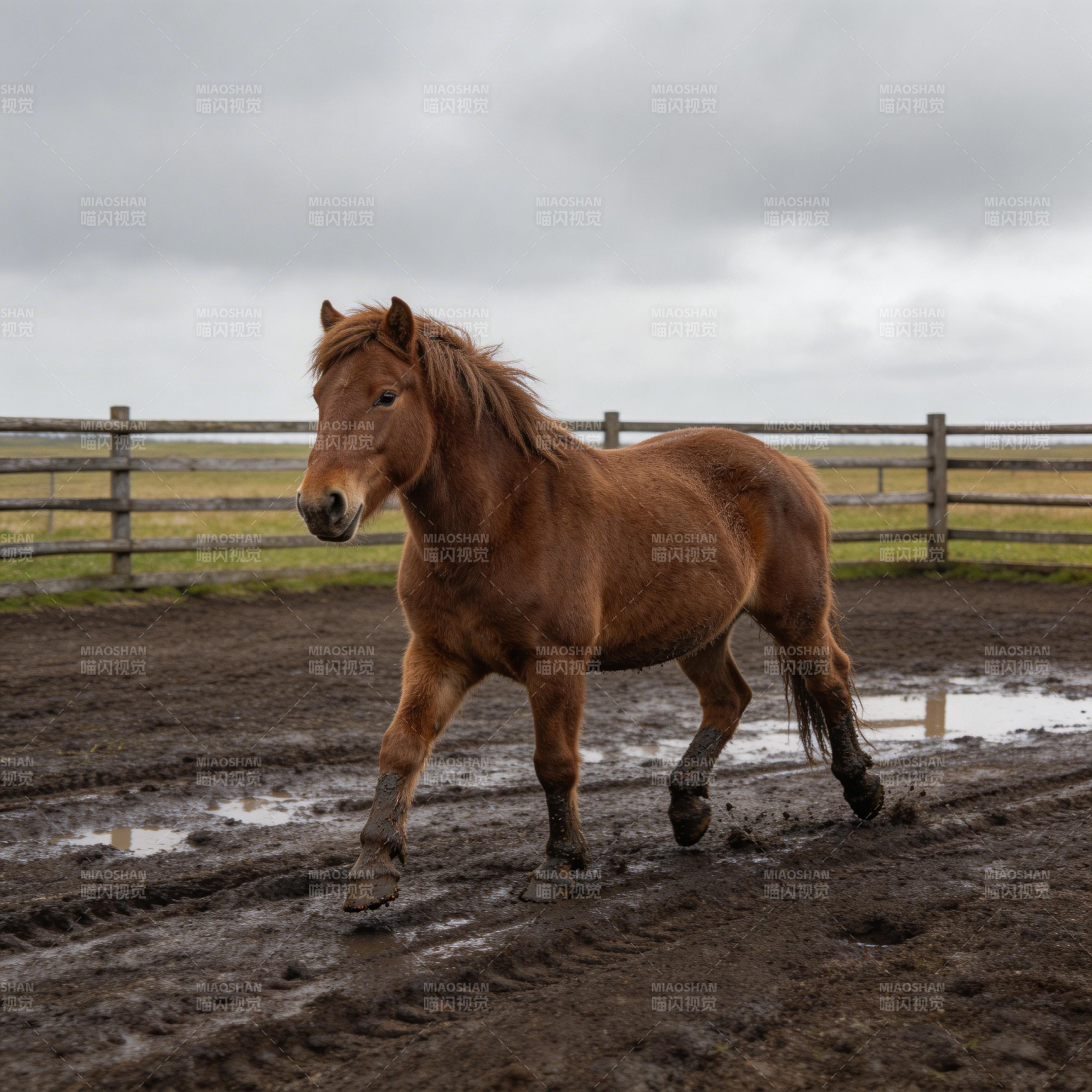泥地奔跑的骏马图片