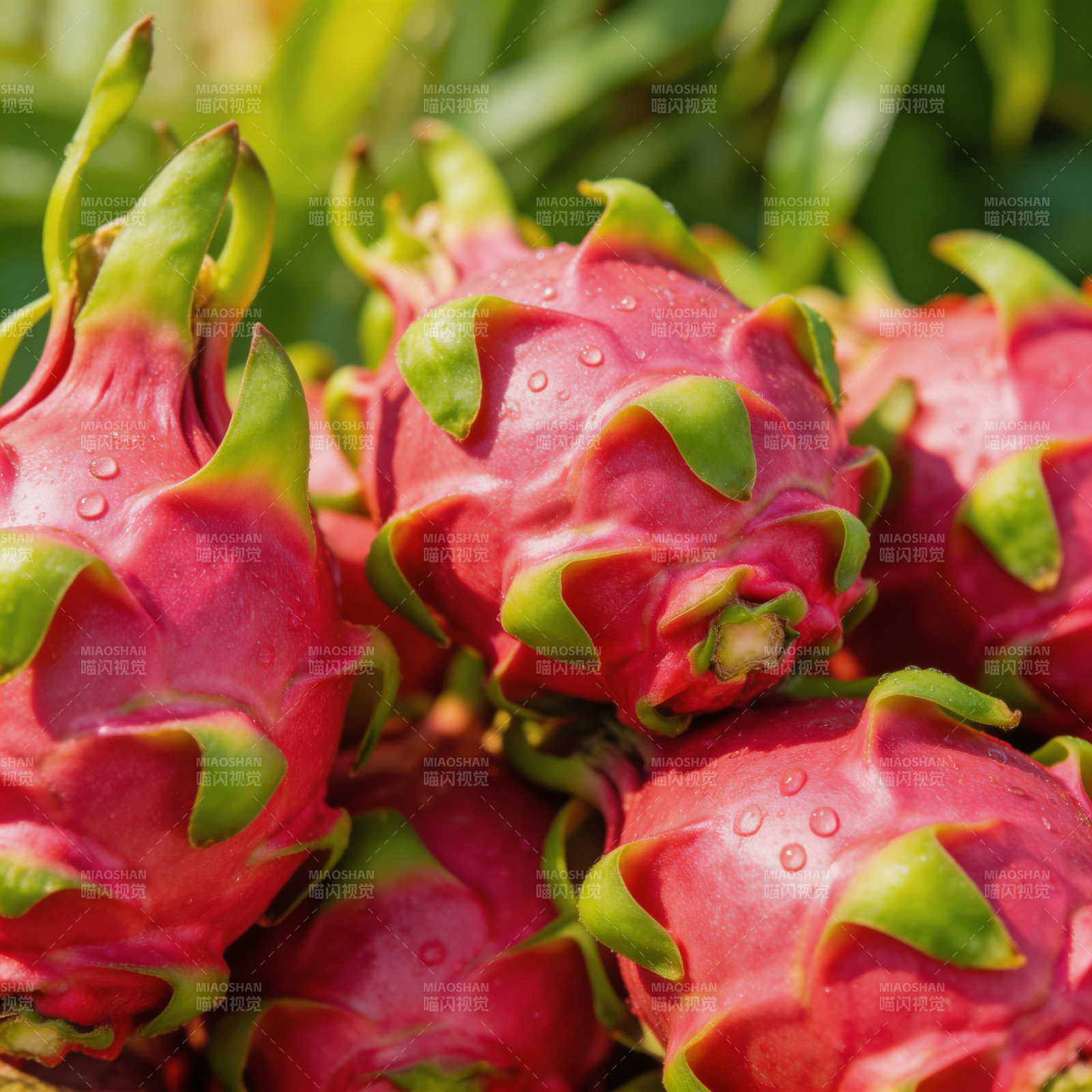 火龙果特写图片