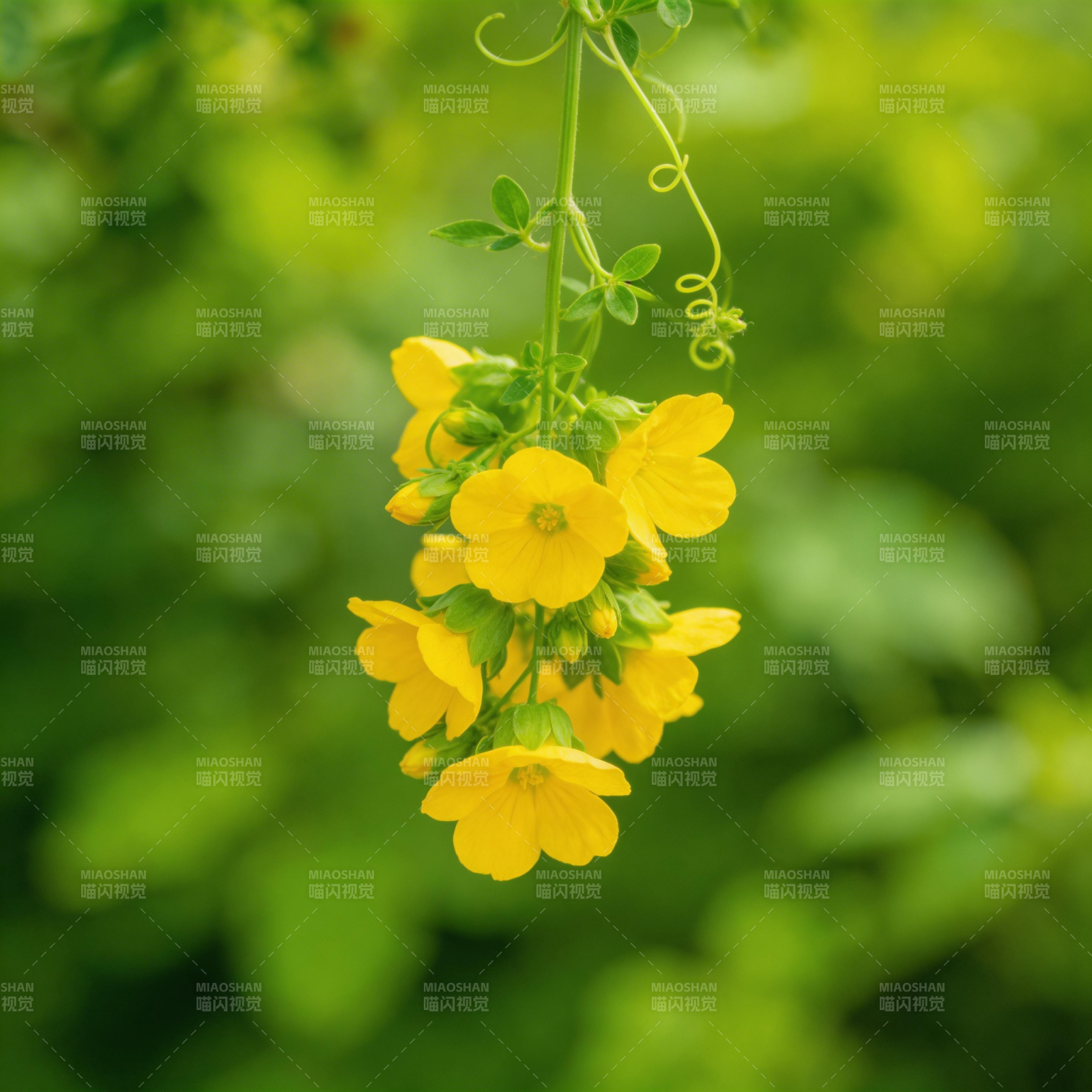 黄花垂挂绿叶间图片