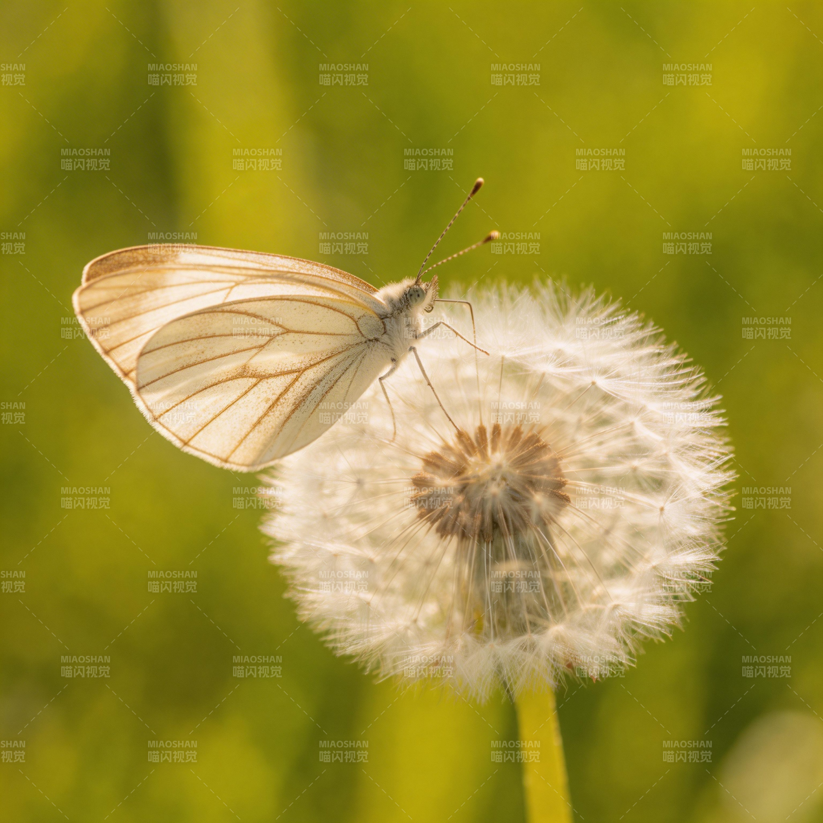白蝶栖蒲公英图片