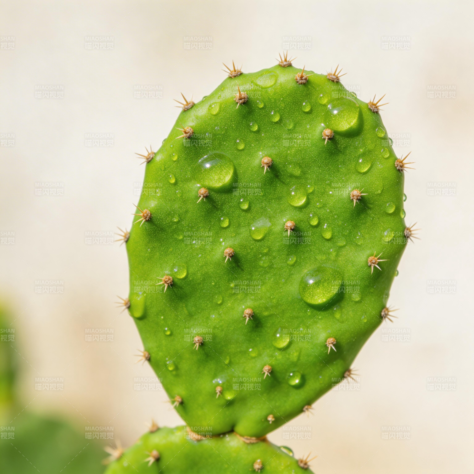仙人掌上的水珠图片