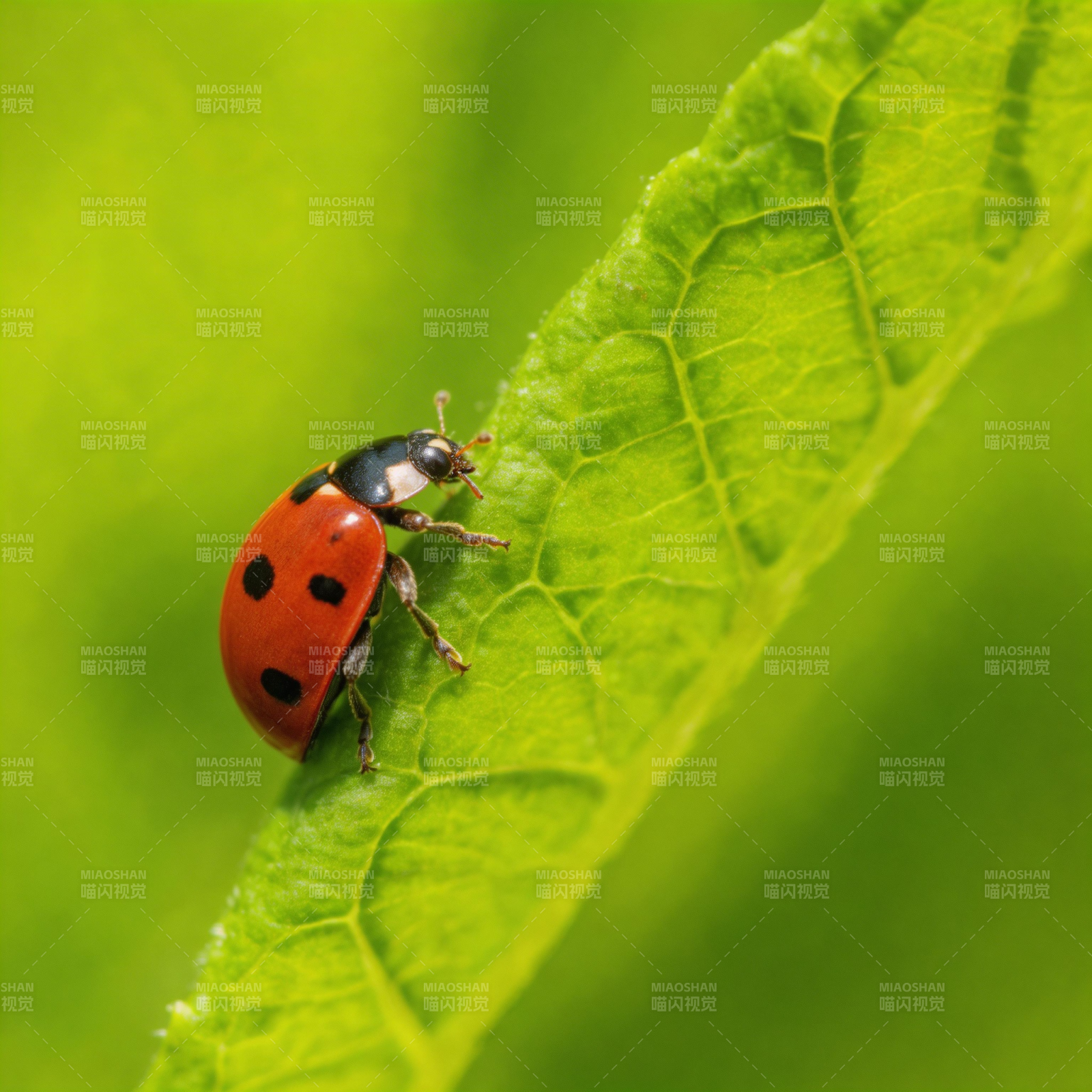 瓢虫栖叶图片