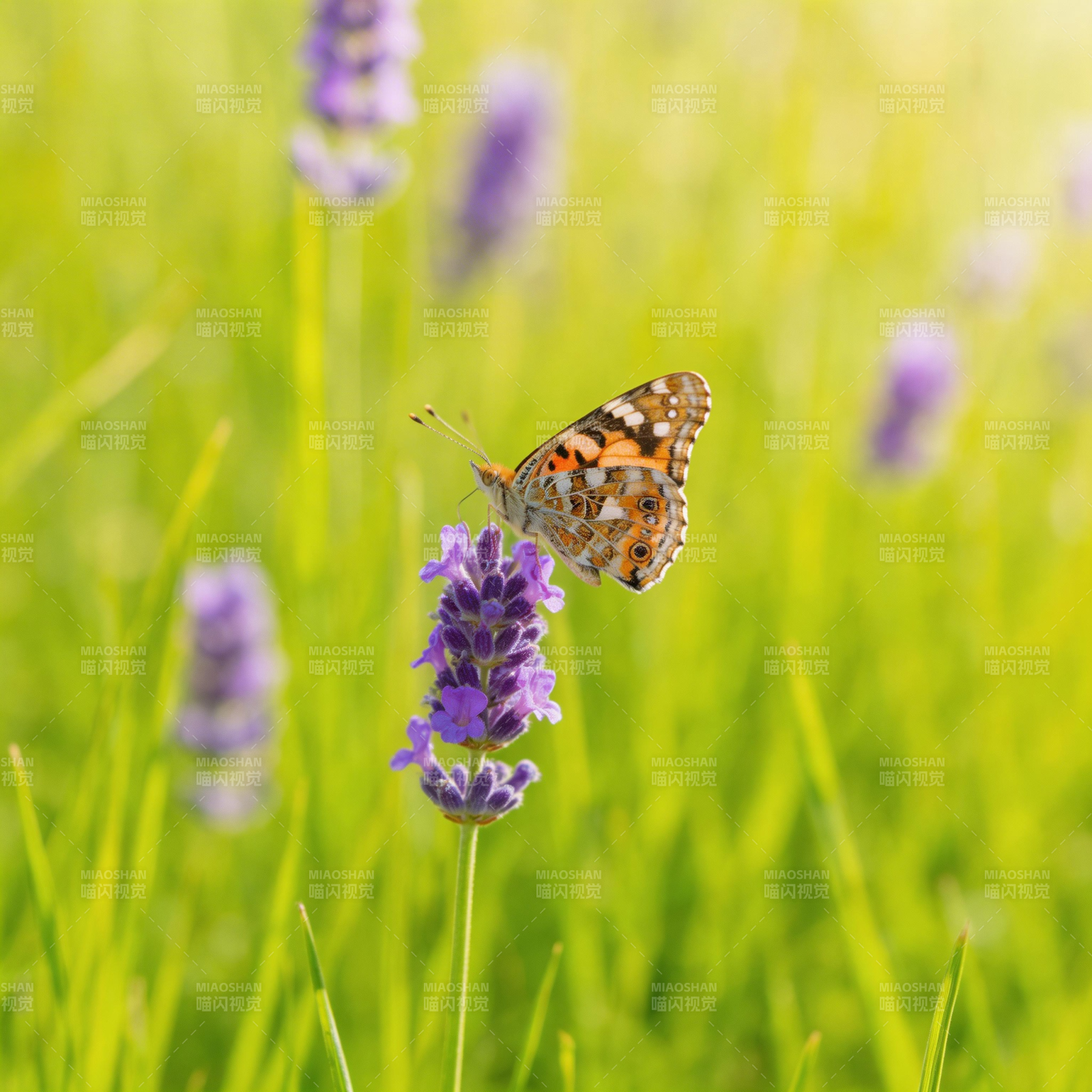 蝴蝶停驻薰衣草图片