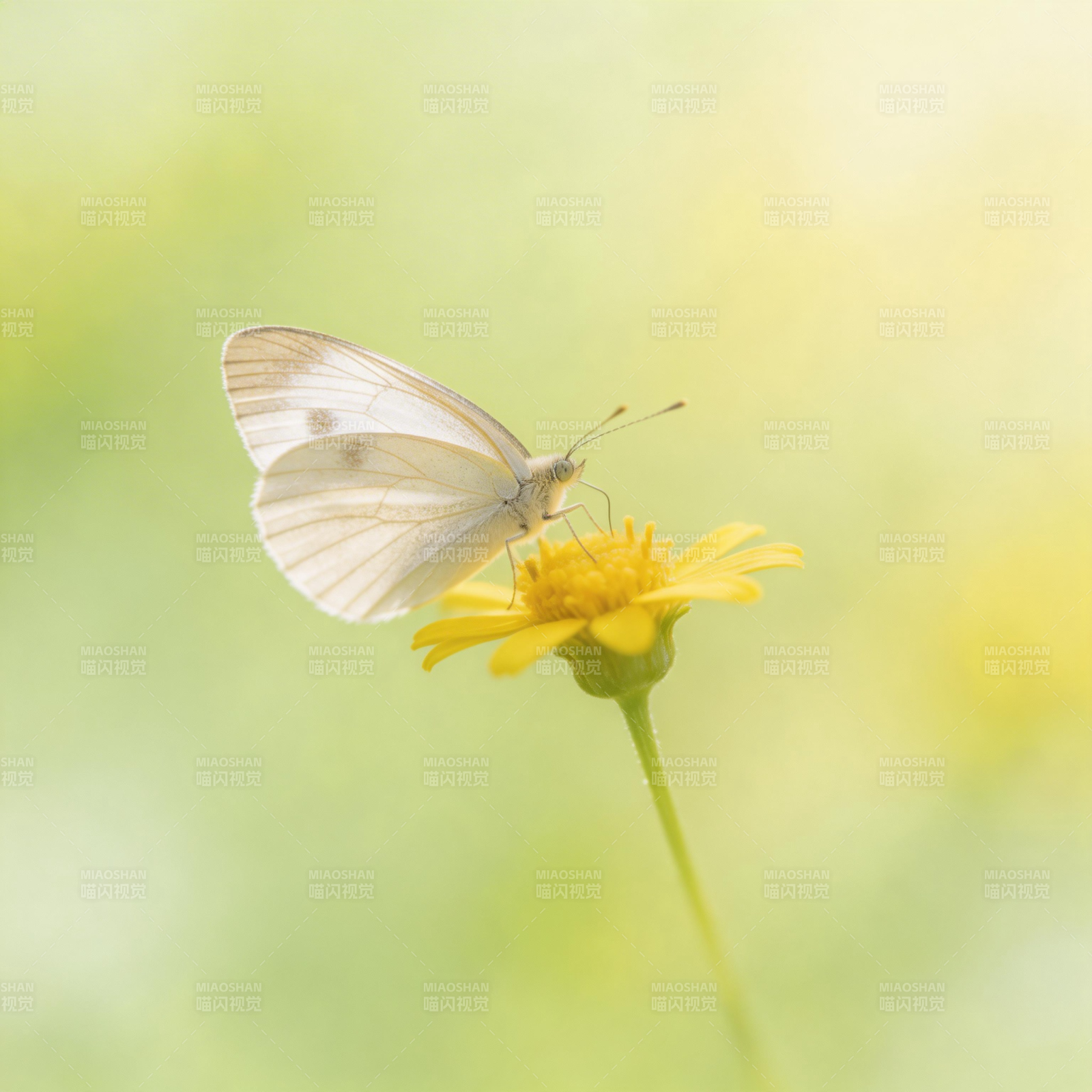 白蝶栖黄花图片