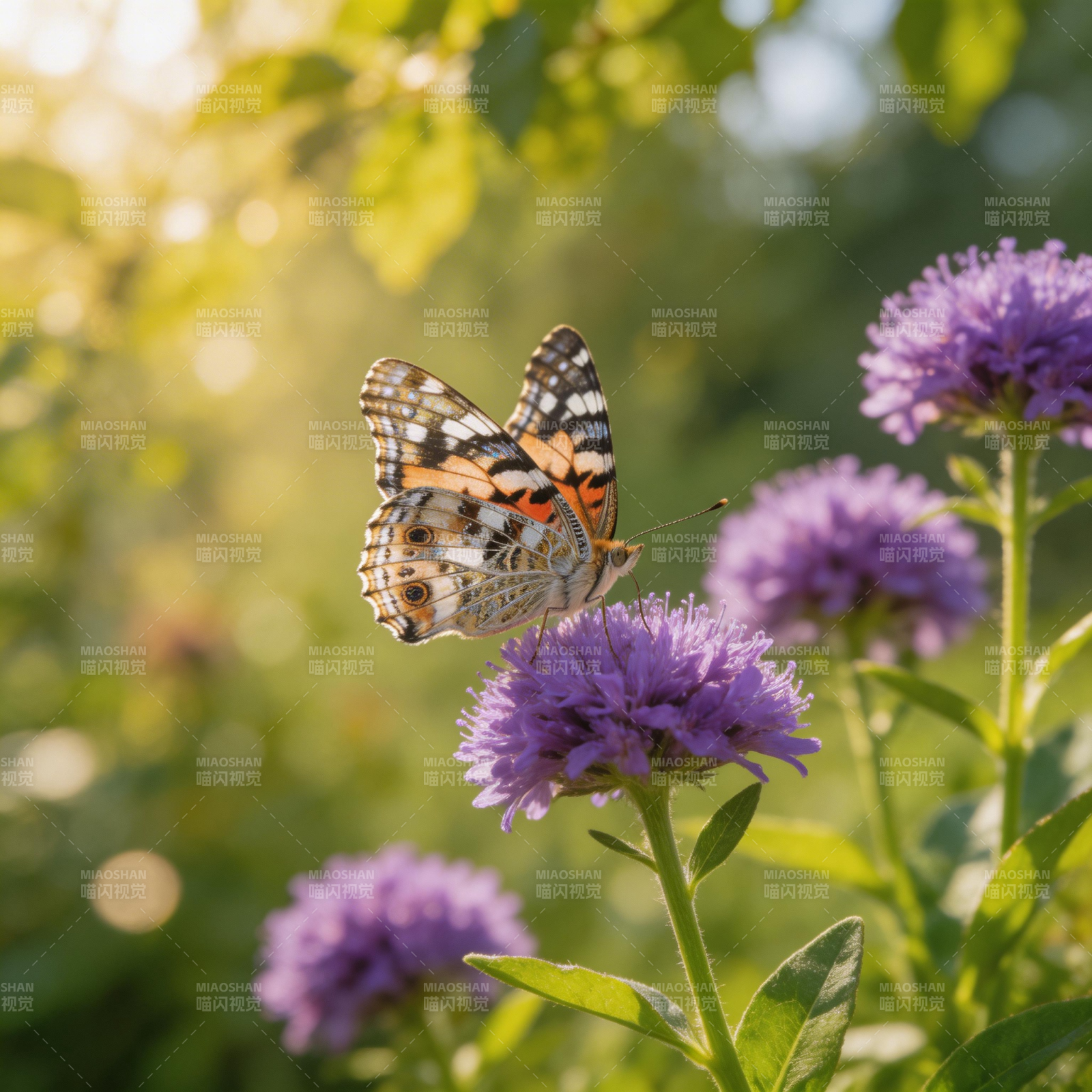 蝶舞紫花间图片