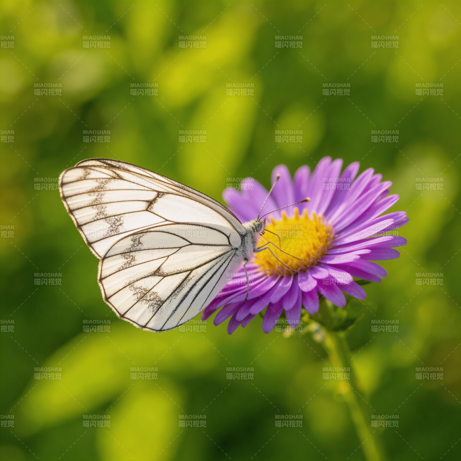 白蝶栖紫花图片
