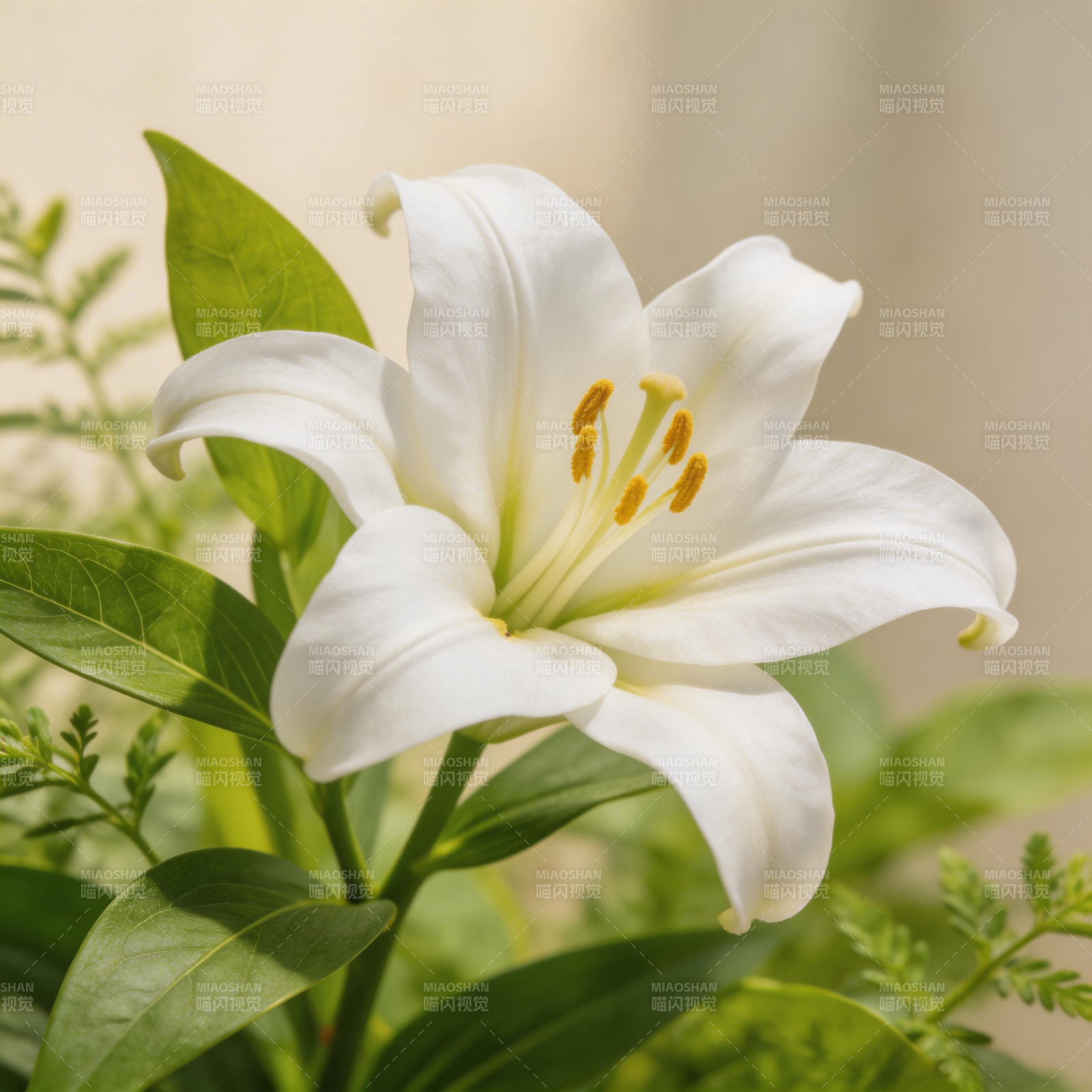 洁白的百合花图片