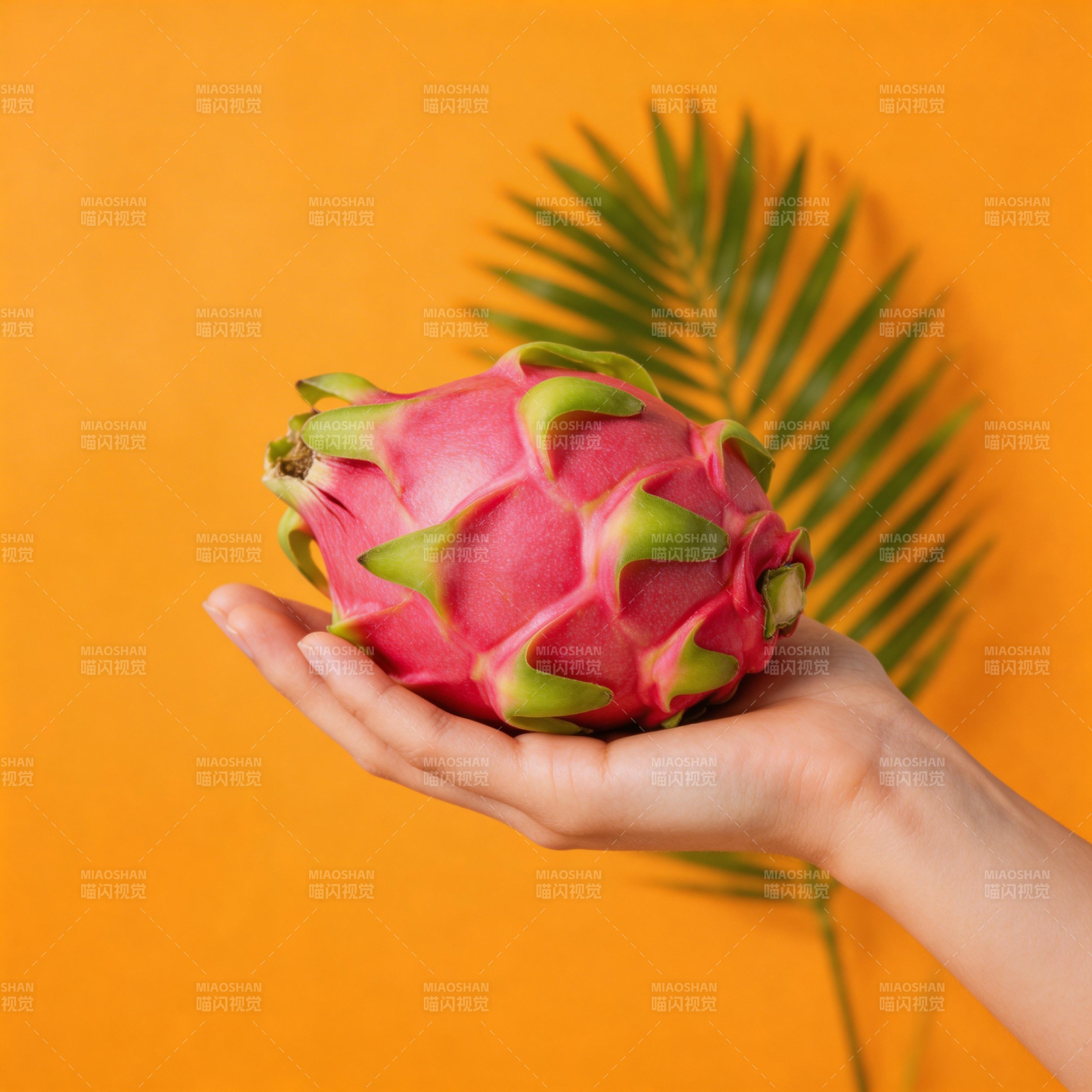 手捧火龙果图片