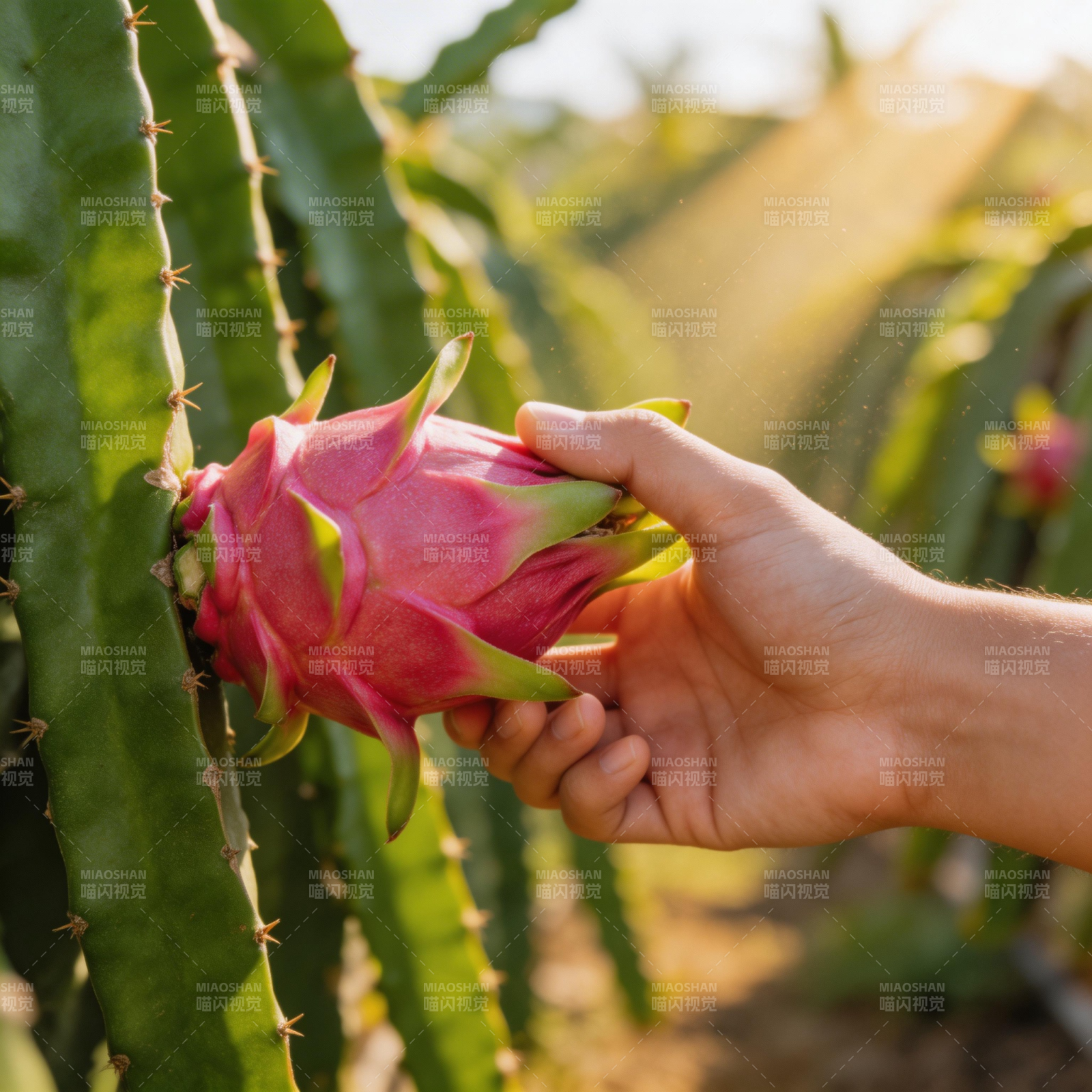 手摘火龙果图片