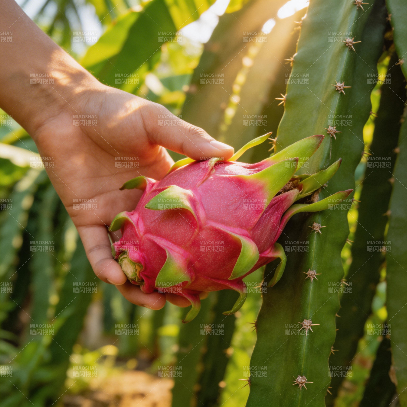 手捧火龙果图片