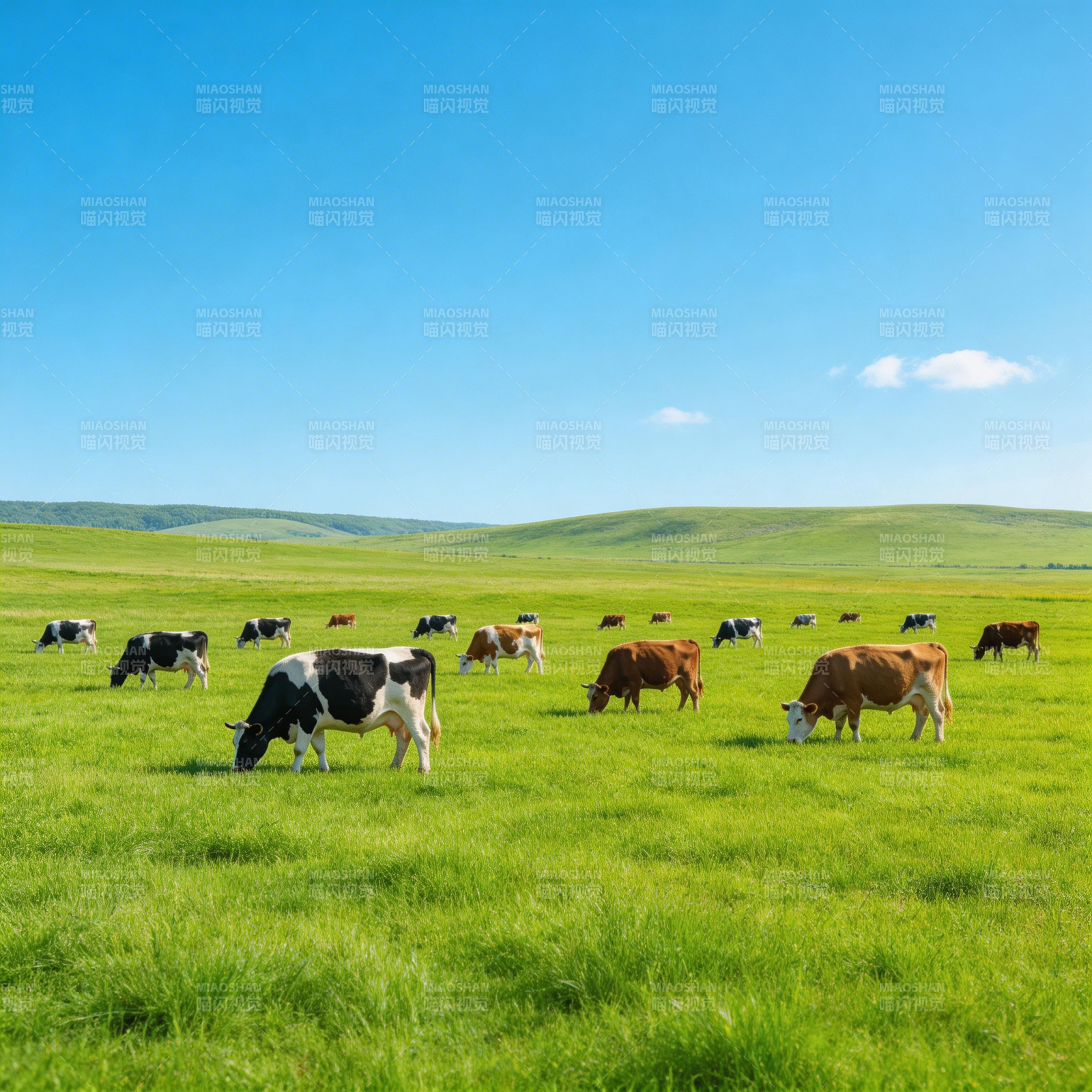绿野牧牛图图片