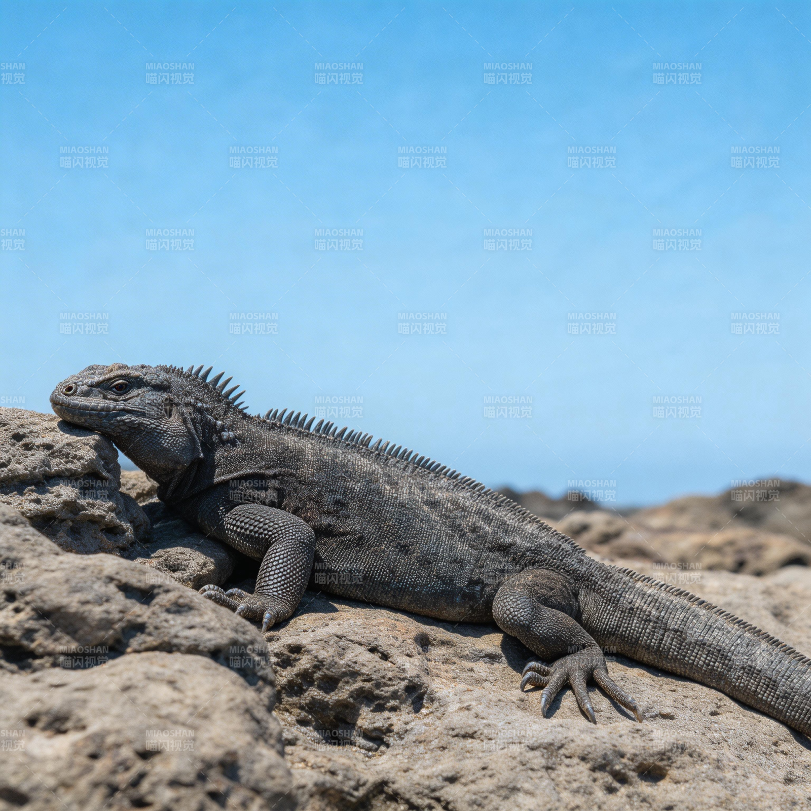 岩蜥静卧晒太阳图片