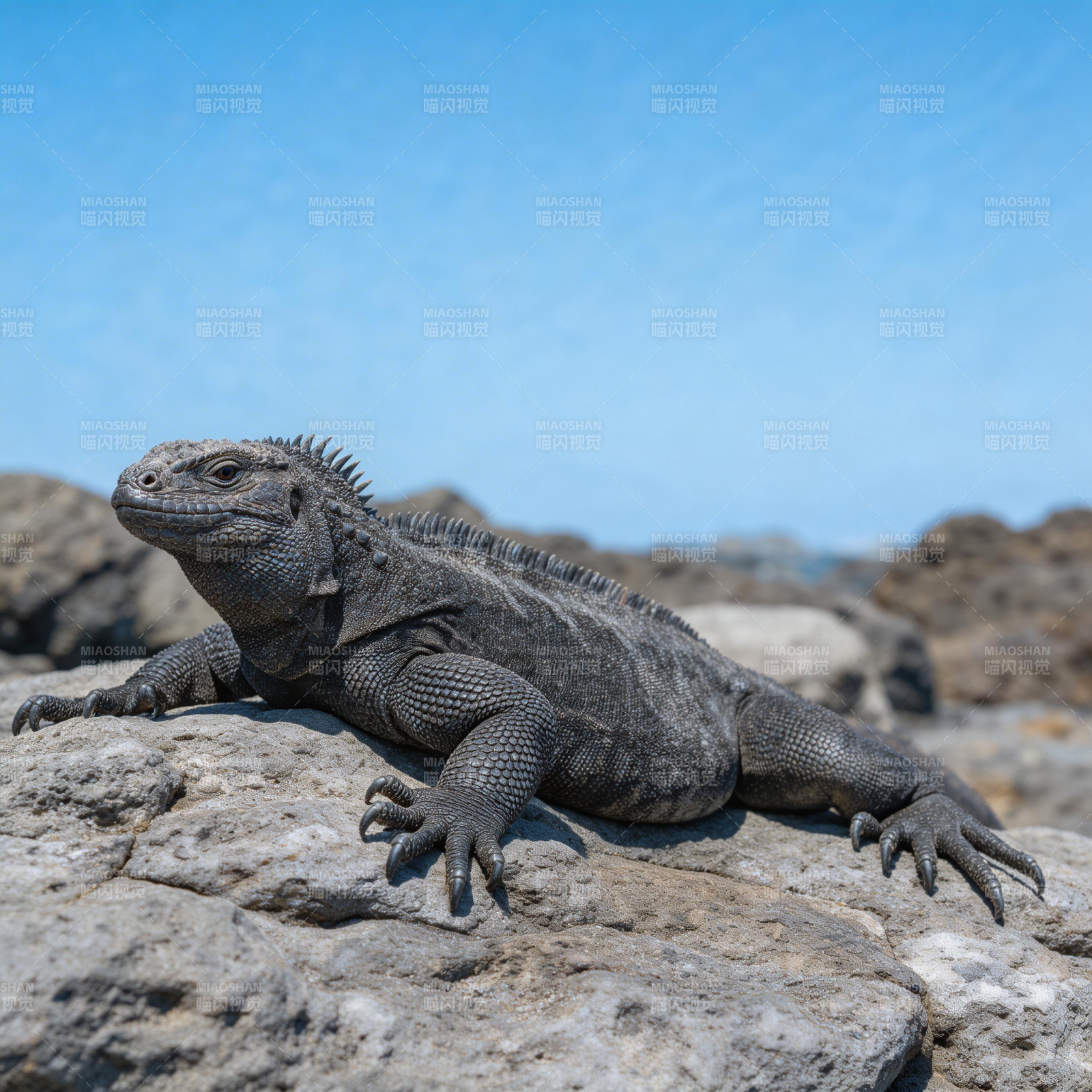 岩蜥静卧石上图片