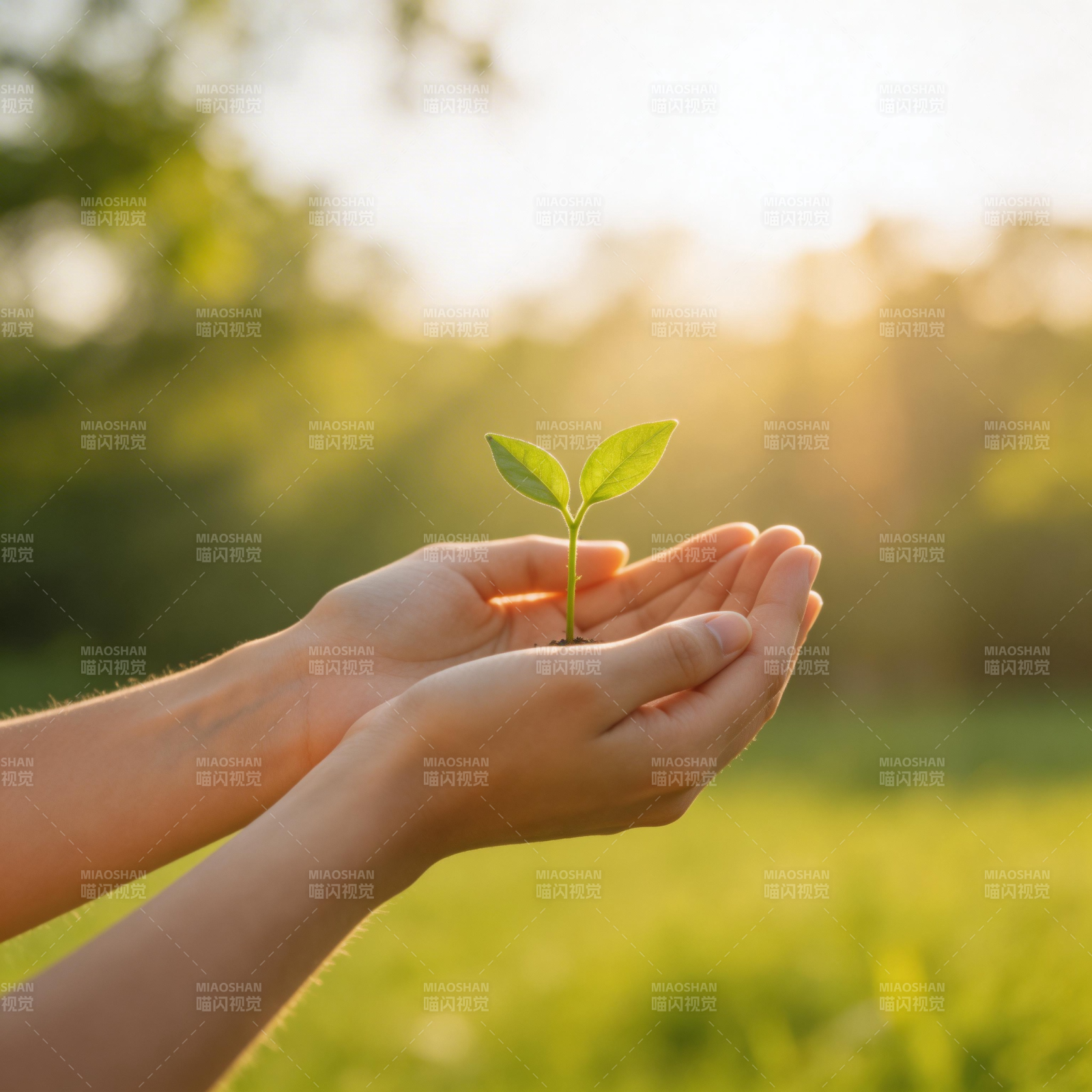 守护新生绿芽图片